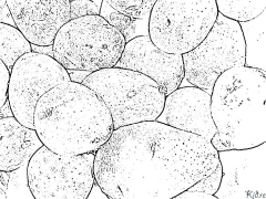 potato Coloring Pages To Print